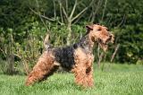 WELSH TERRIER 020